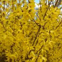 Forsythia x intermedia 'Spring Glory' P9 (2)